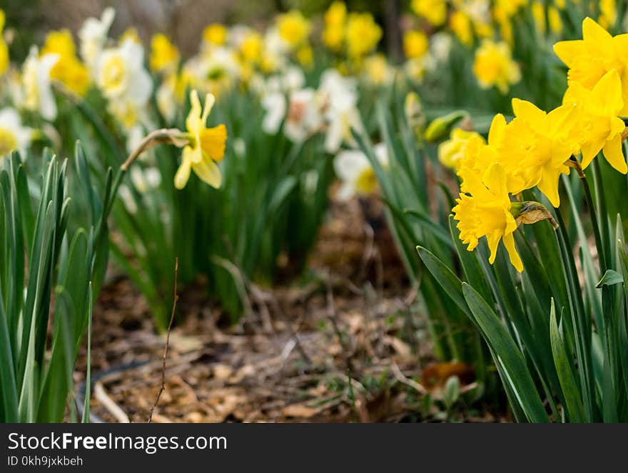 Yellow Cluster Petaled Flowers