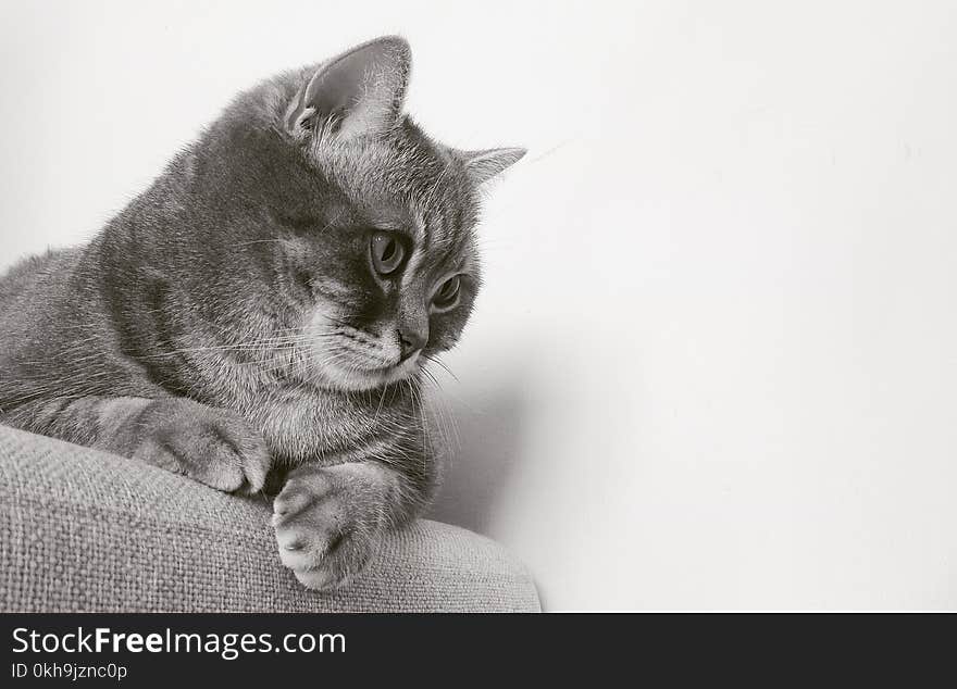 Cat on Chair Staring on Wall