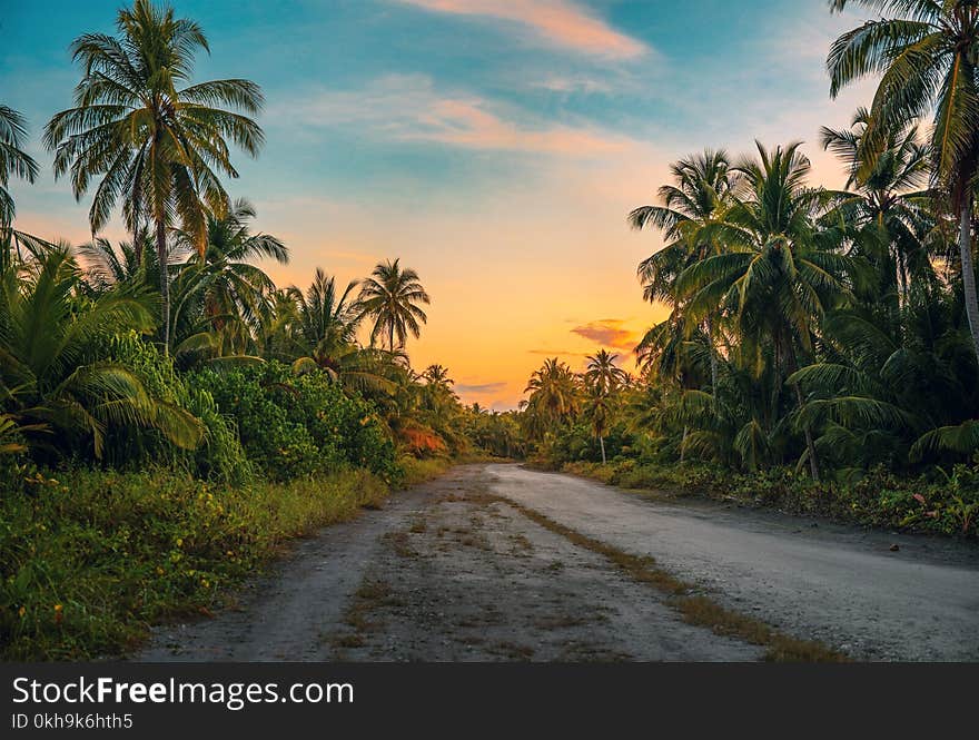 Photography of Dirt Road Surrounded by Trees