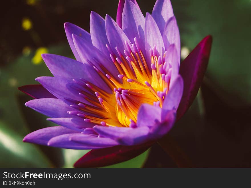 Close-up Photography of Water Lily