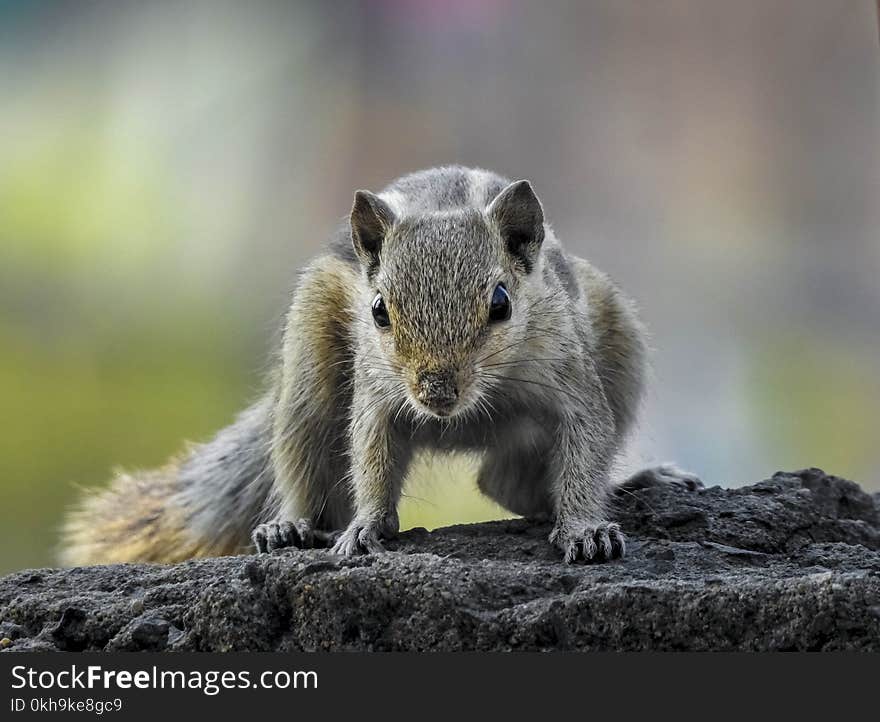 Close-up Photography of Chipmunk