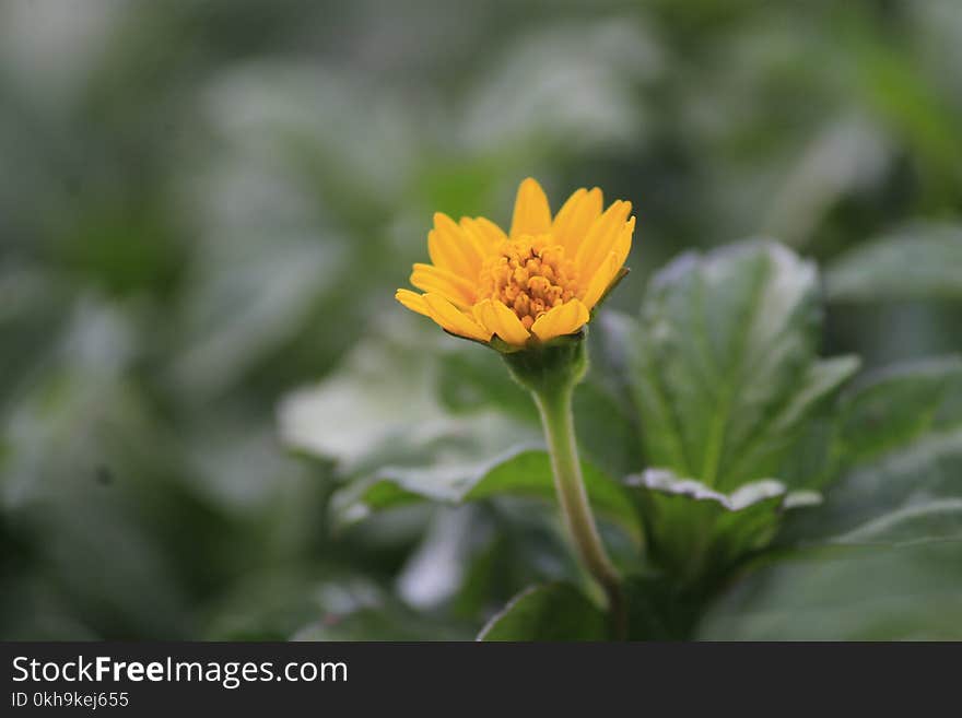 Selective Focus Photography of Yellow Petaled Flower