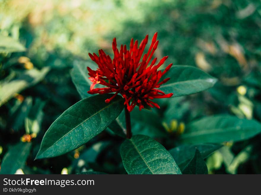 Selective Focus Photography of Red Ixora Flower Buds