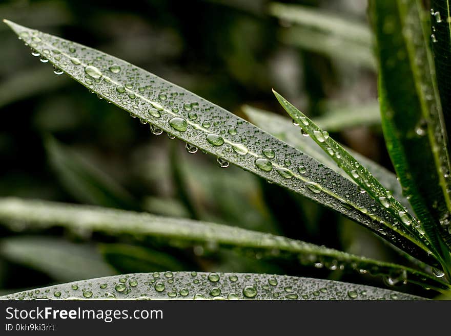 Close-up Photography of Leaves with Water Droplet