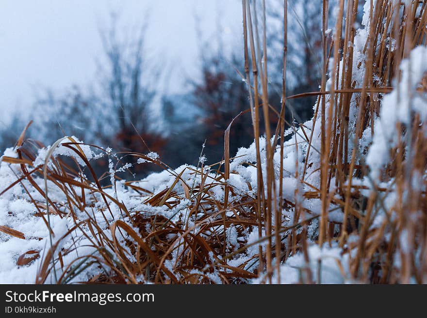 Close-Up Photography of Dry Grass Covered with Snow