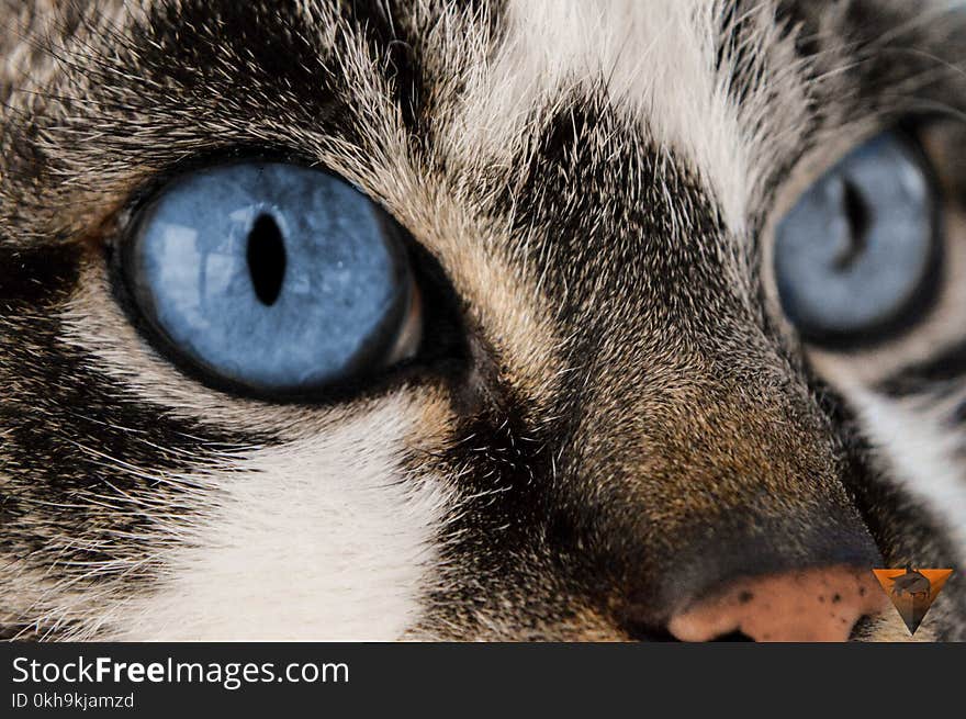 Close-up Photography of Cat