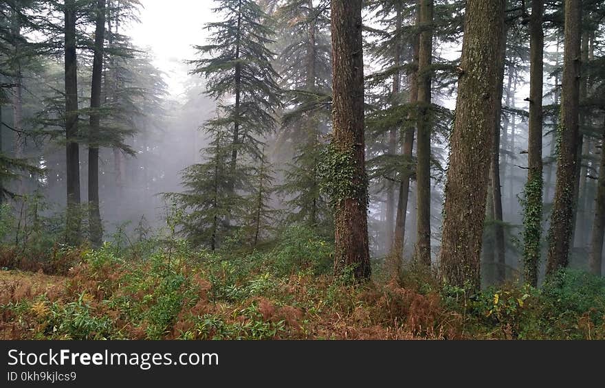 Photography of Tree Trunks