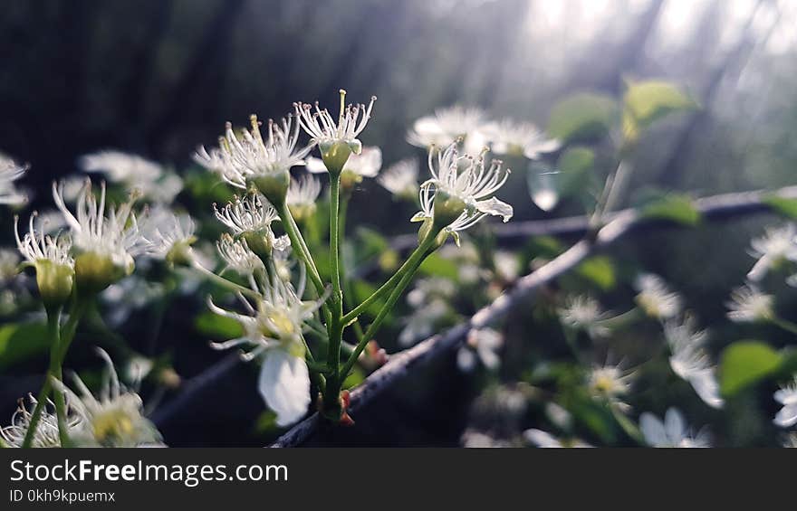 Close-Up Photography of Flowers