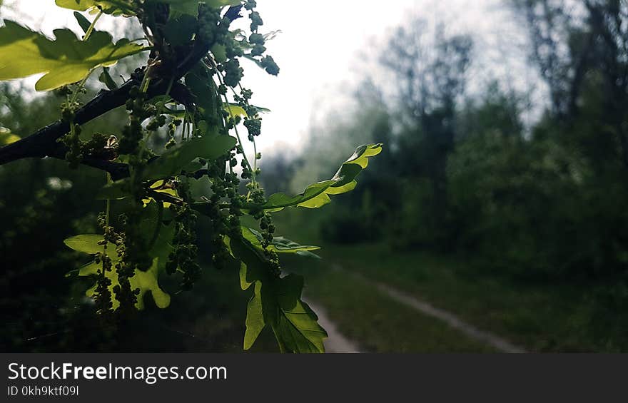 Selective Focus Photography of Leaves