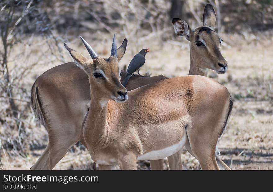 Close-Up Photography of Gazelle