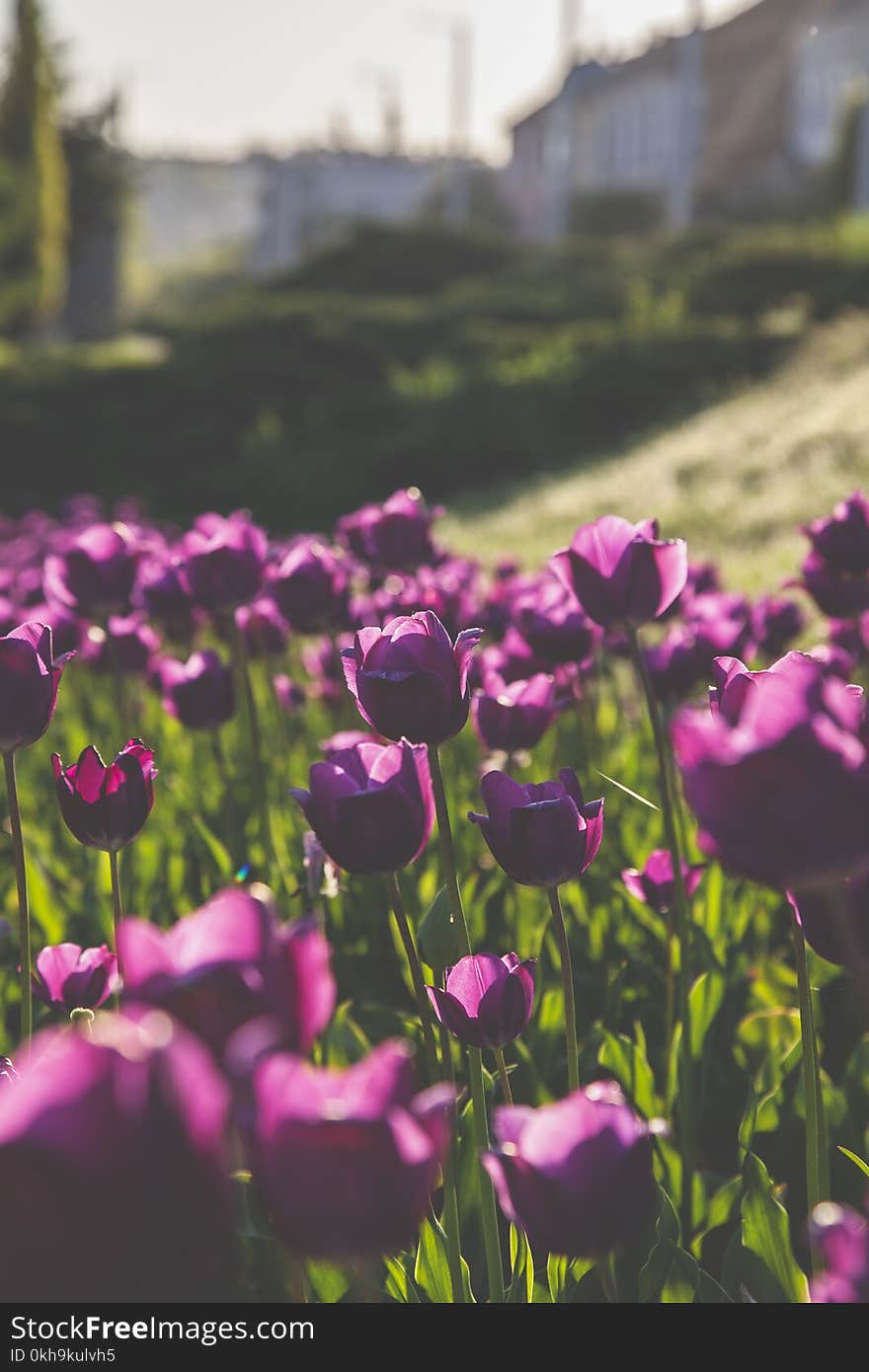 Close-Up Photography of Purple Tulips