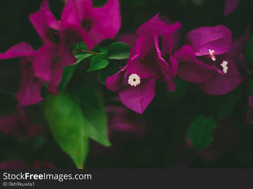 Close-Up Photography of Pink Bougainvillea