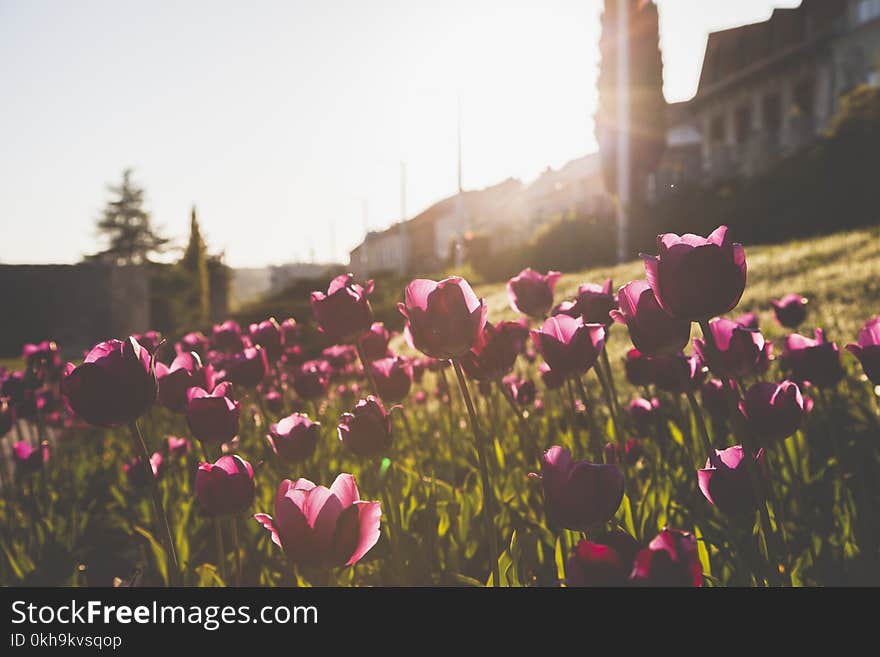 Photography of Tulips