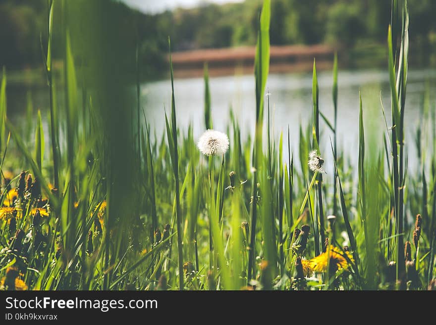 Photography of Dandelion Flower