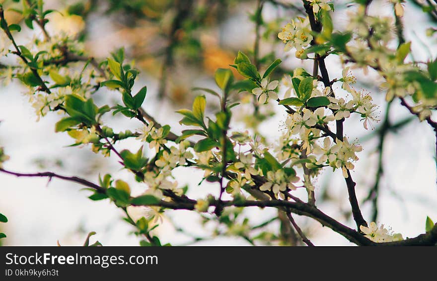 Close-Up Photography of Flowers and Leaves