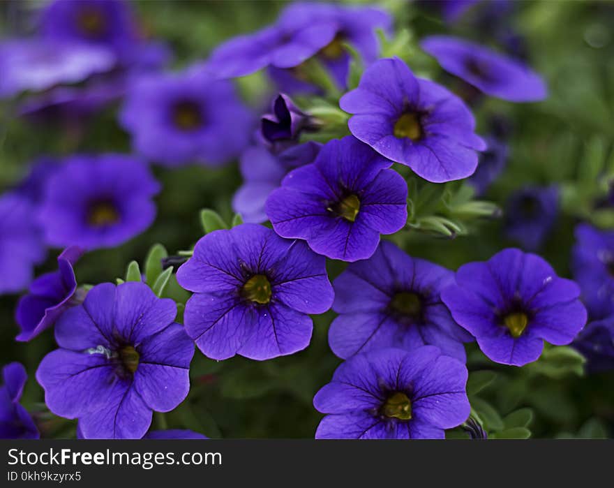 Close-Up Photography of Purple Petunia Flowers