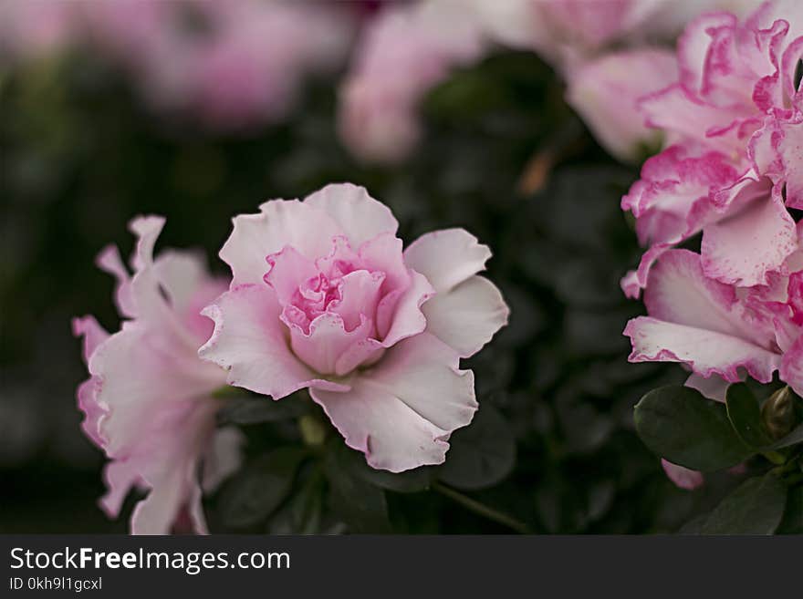 Close-Up Photography of White and Pink Flower