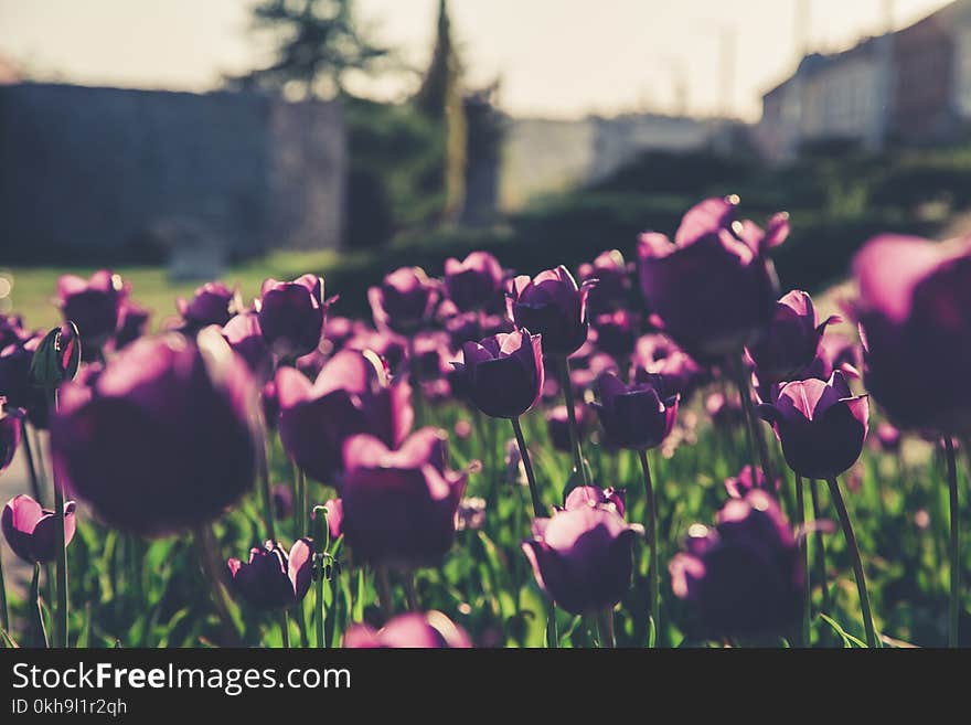 Selective Focus Photography of Purple Flowers