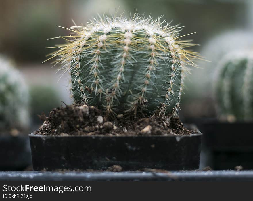 Close-Up Photography of Cactus