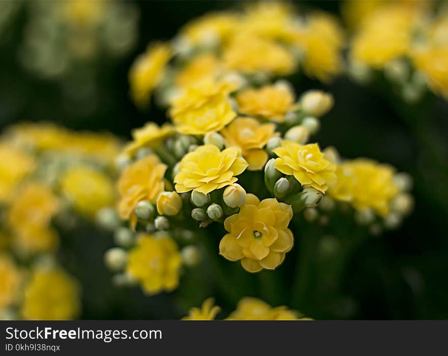 Close-Upp Photography of Yellow Flowers