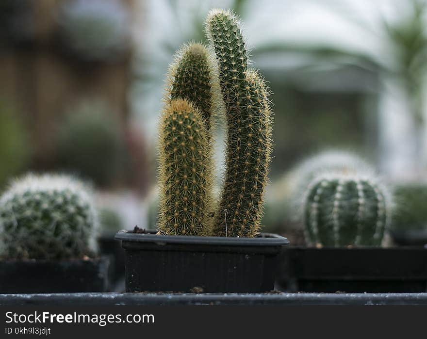 Close-Up Photography of Cactus