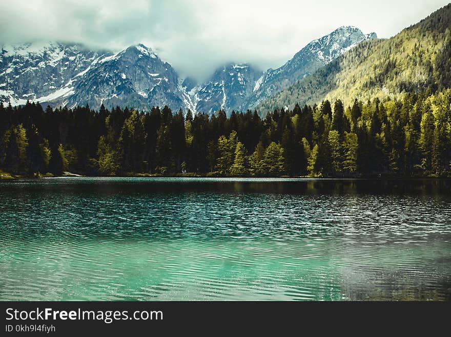 Photography of Fir Trees Near Lake