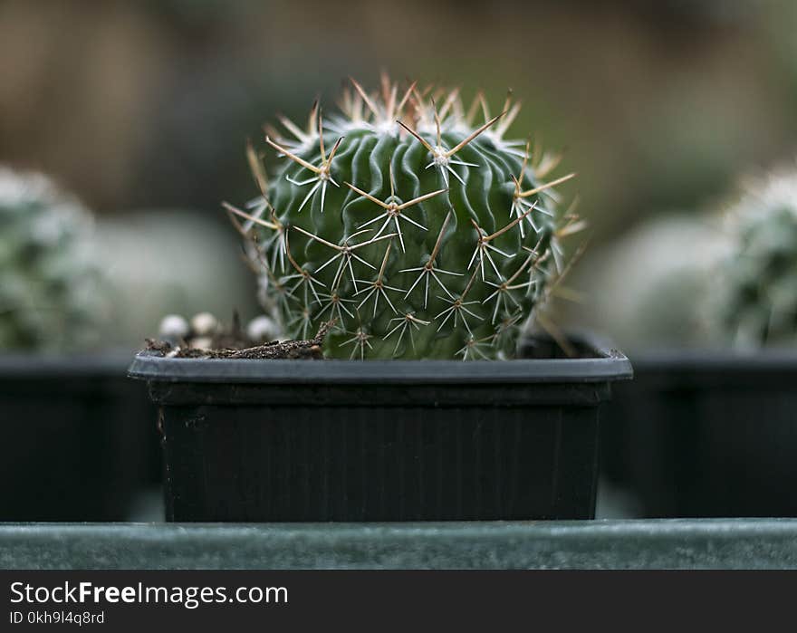 Close-Up Photography of Cactus