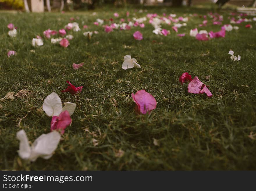 White and Purple Bougainvillea Flowers on Grass