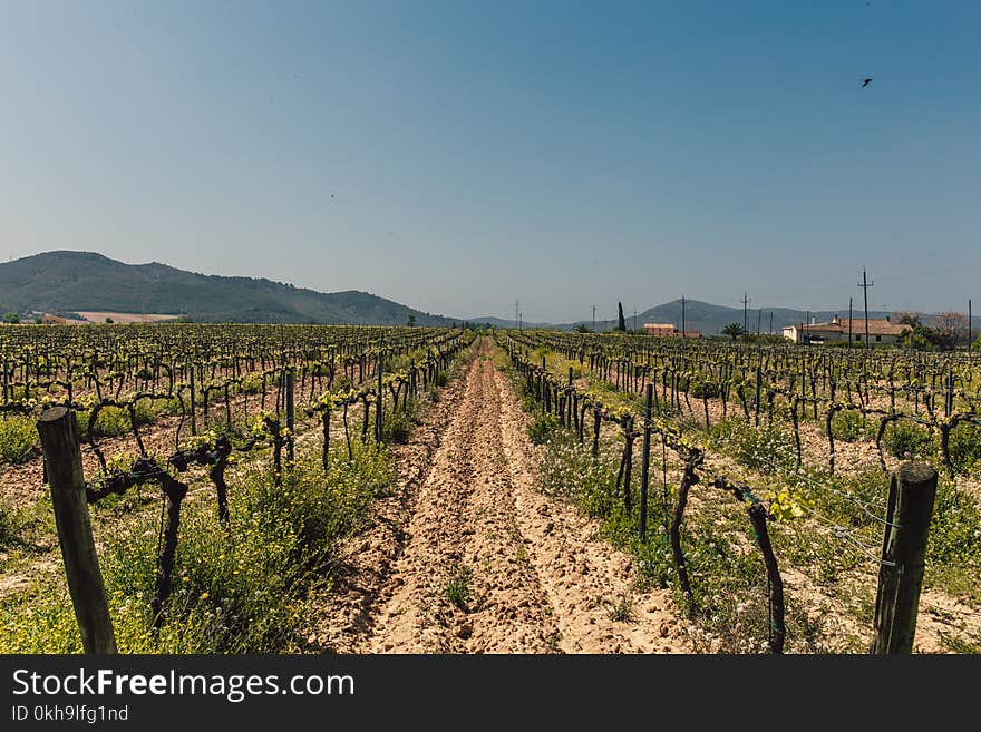 Photo of Green Leaf Plants With Brown Wooden Fences on Brown Soil