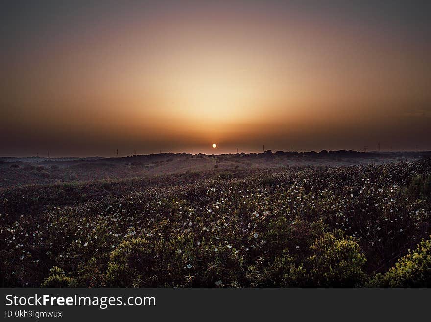 Photo of White Flowers during Sunset