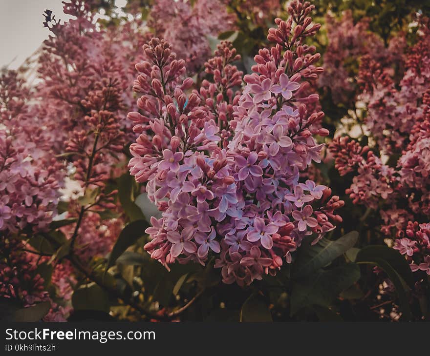 Selective Focus Photography of Pink Lilac Flowers