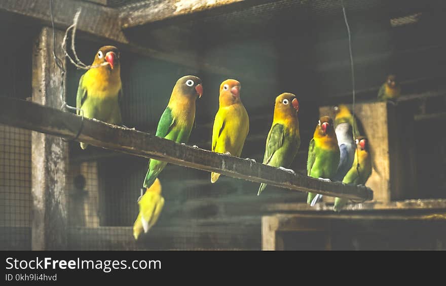 Flock of Fischer&#x27;s Lovebirds in Cage