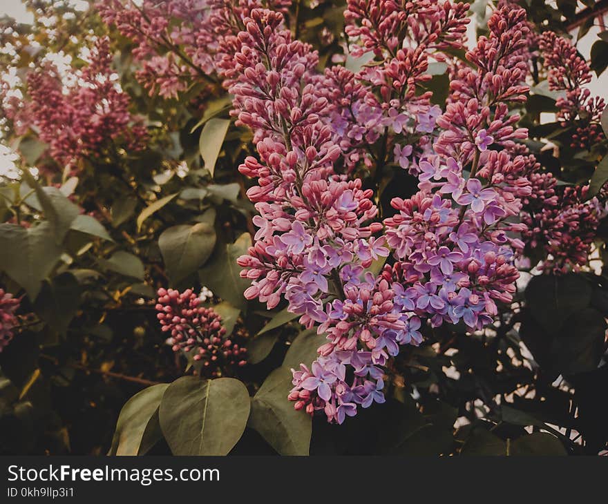 Selective Focus Photography of Purple Lilac Flowers