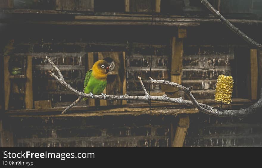 Green and Yellow Bird on Tree Branch