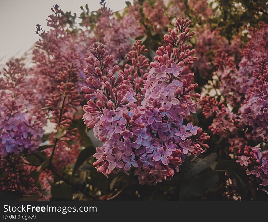 Green Plant With Pink Flowers