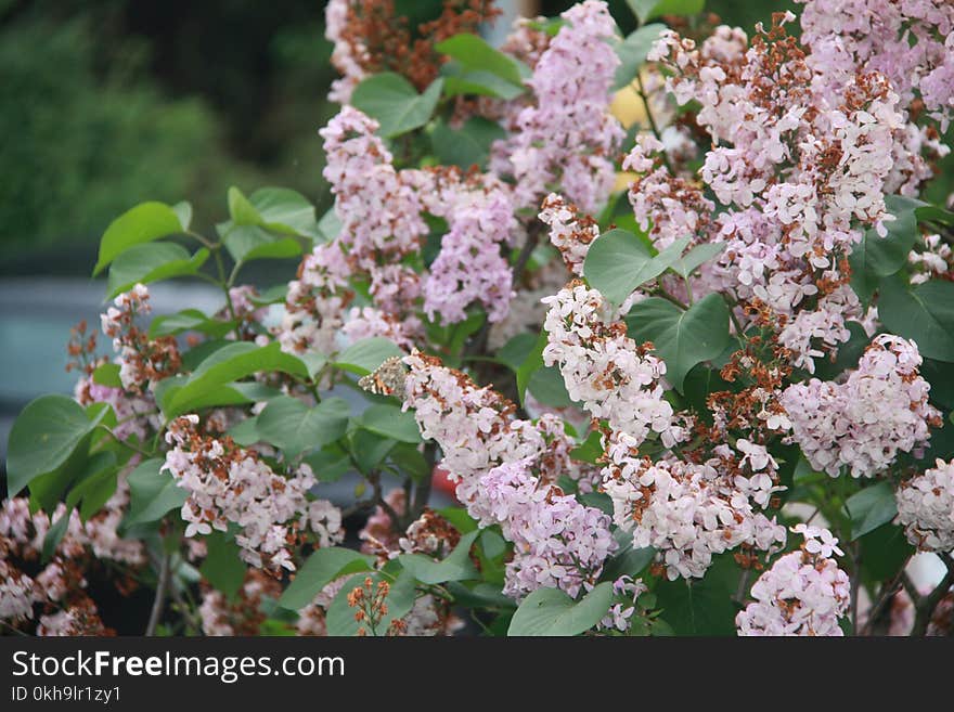 White and Pink Petaled Flowers