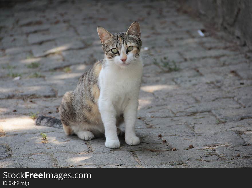 White and Brown Cat Sitting on Ground