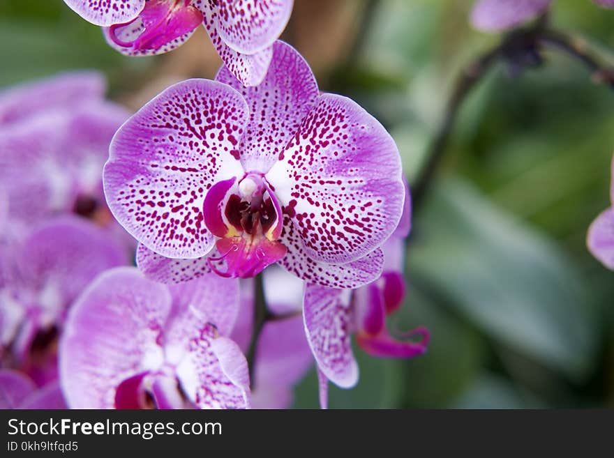 Macro Photography of Purple Flowers