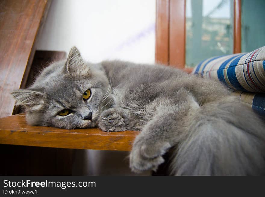 Gray Cat Lying on Wooden Table