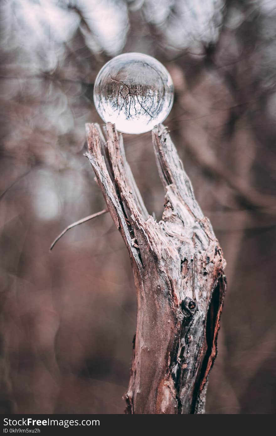 Round Clear Glass Ball on Gray Tree Branch