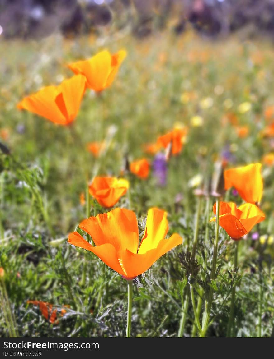 Selective Photo of California Poppy Flower