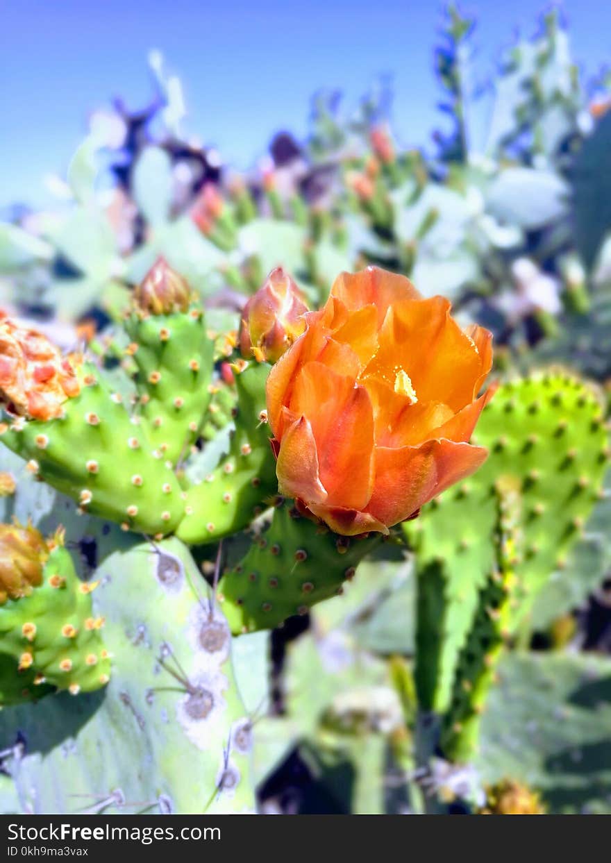 Green and Orange Cactus