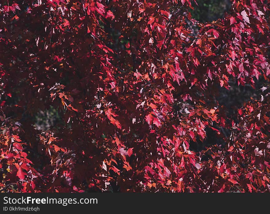 Focus Photography Red Leaf Tree