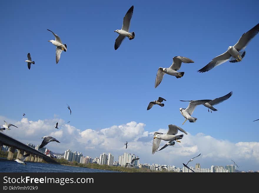 Flock Of Birds Flying