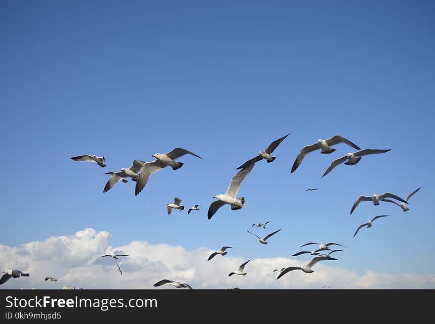 Flock Of Seagulls