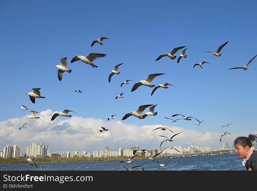 Flock Of Birds Flying Over Body Of Water