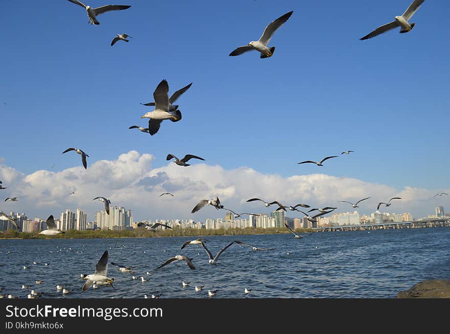 Seagulls Under Blue Skies