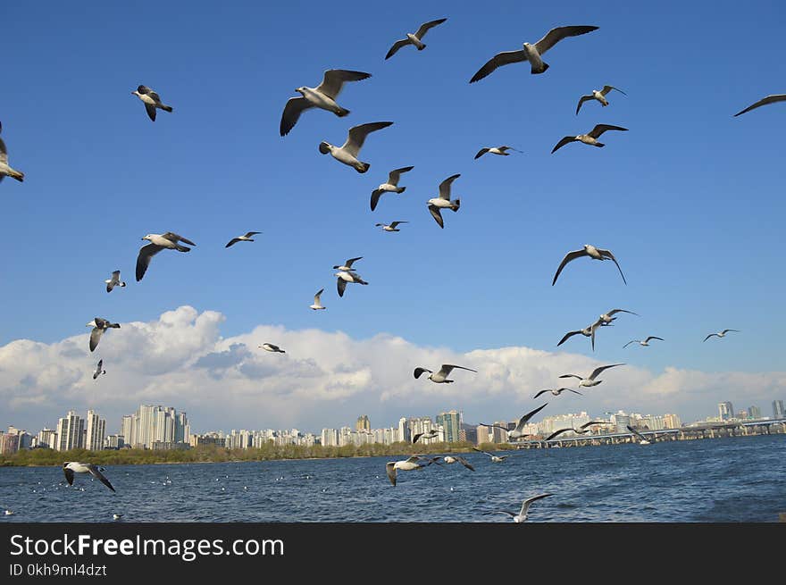 Flock Of Seagulls Flying Over Sea