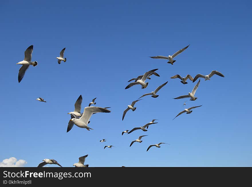 Flock Of White Seagulls