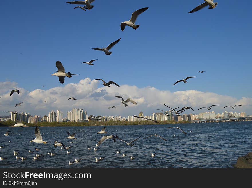 Flock Of White Birds Flying